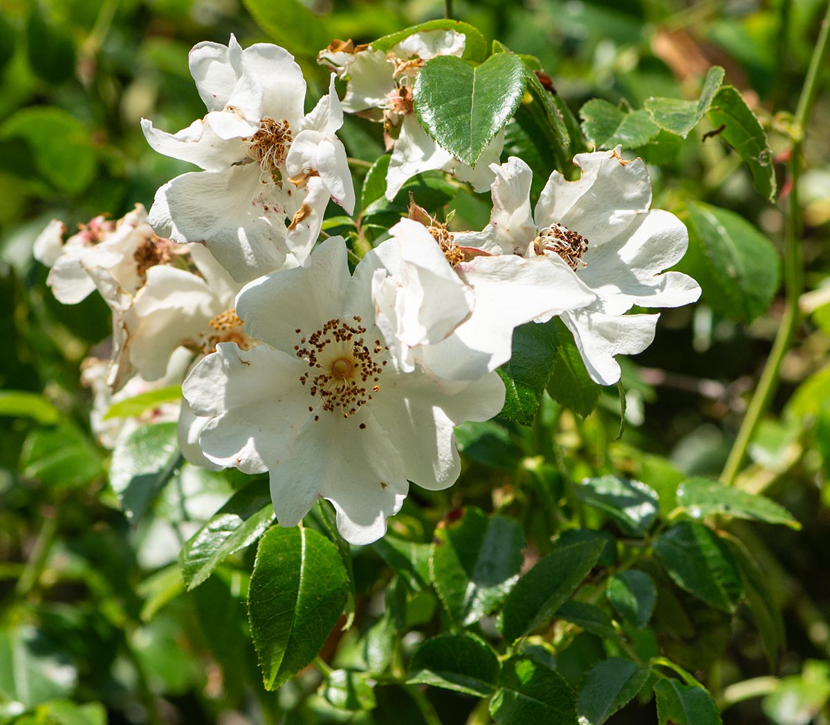 Bl&uuml;ten